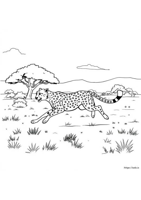 Ghepardo Da Colorare Pdf