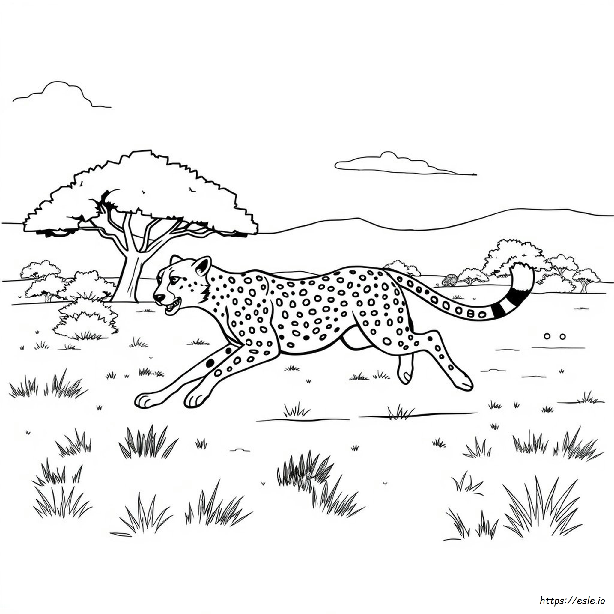 Cheetah Coloring Page Pdf