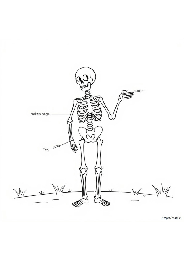 Chapter 5 Skeletal System Coloring Workbook Answer Key
