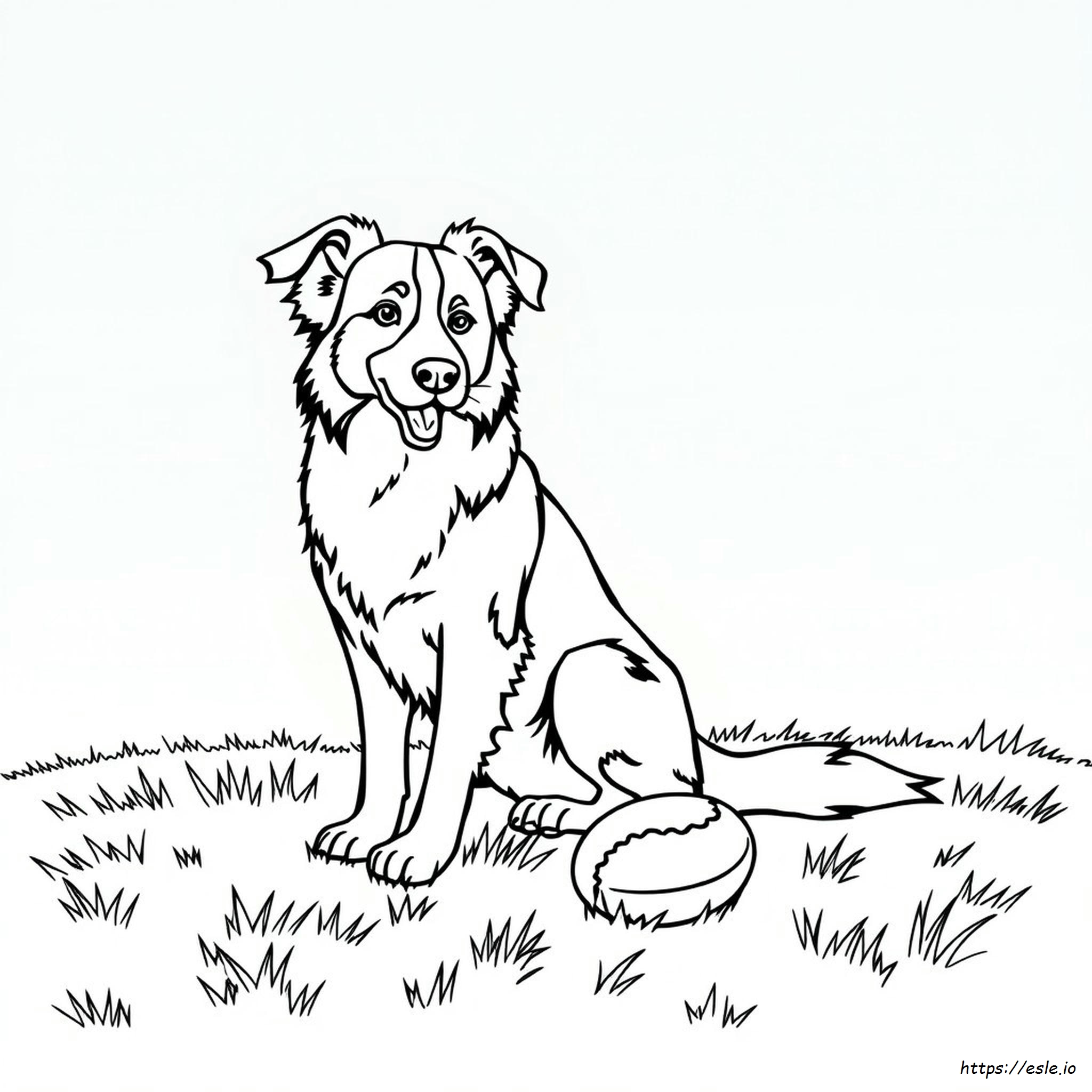 Border Collie Da Colorare