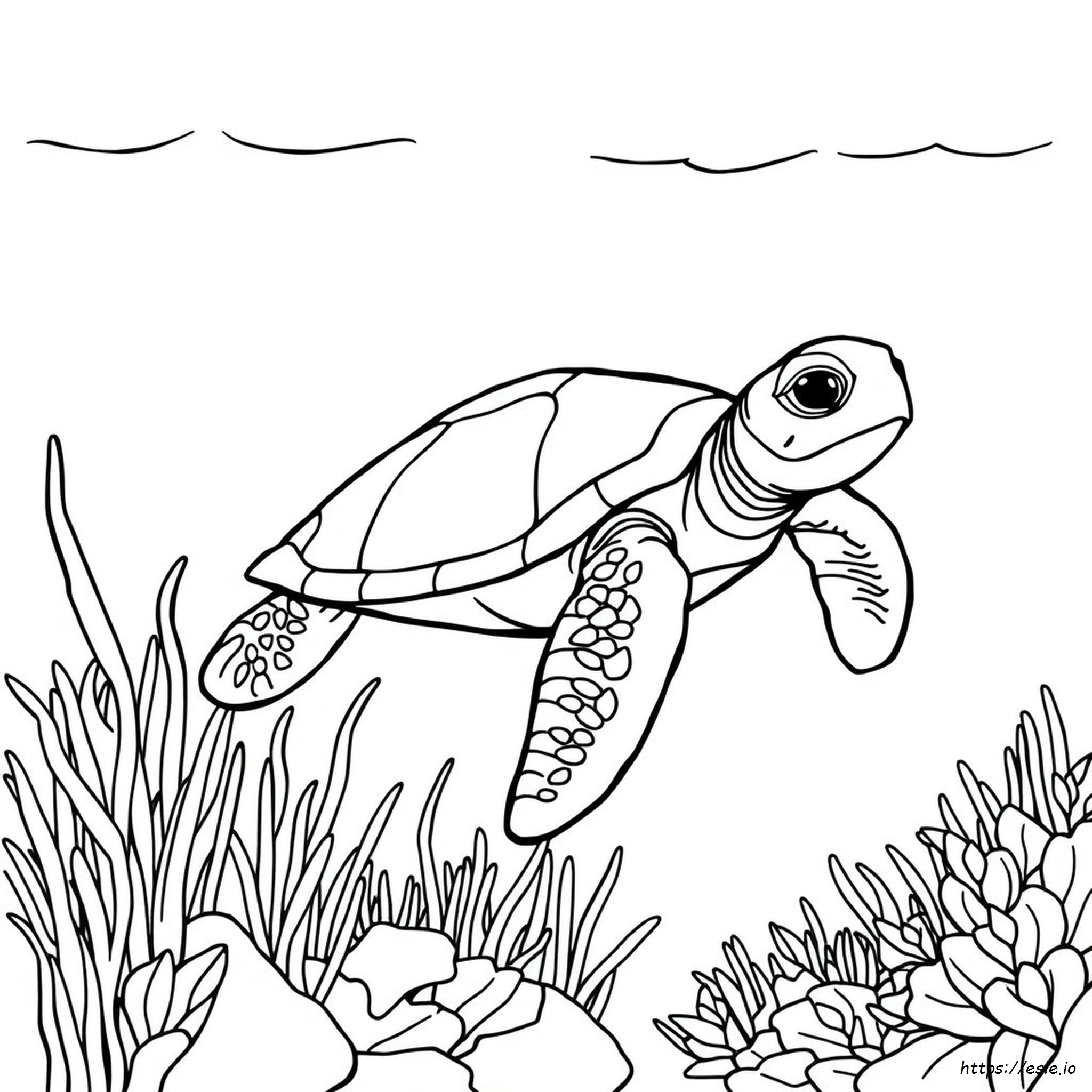 Green Sea Turtle Coloring Page