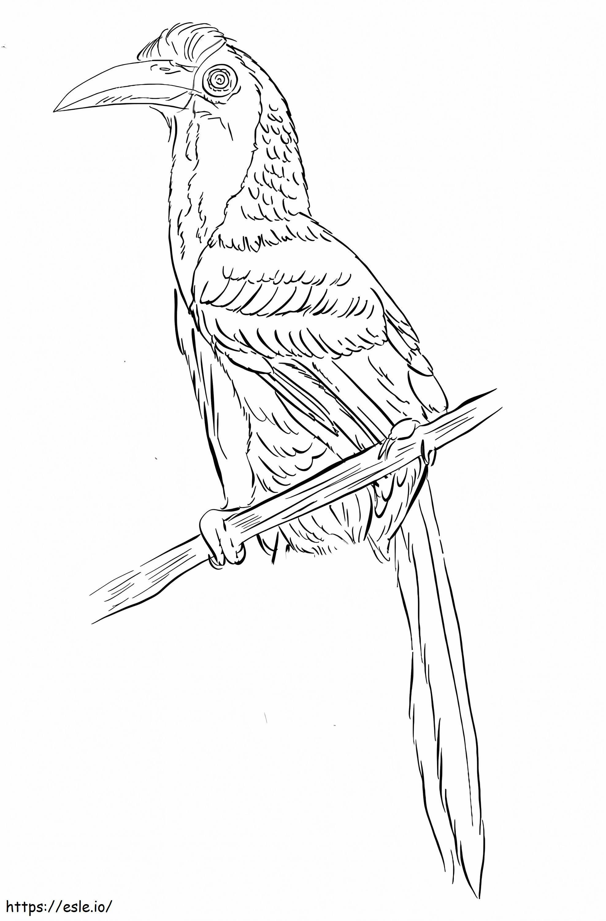 Indian Grey Hornbill coloring page
