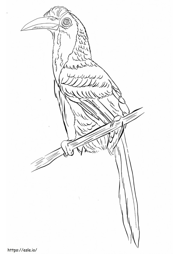 Indian Grey Hornbill coloring page