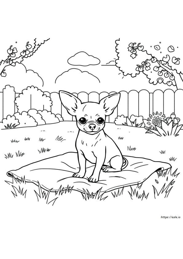 Chihuahua Coloring Pictures
