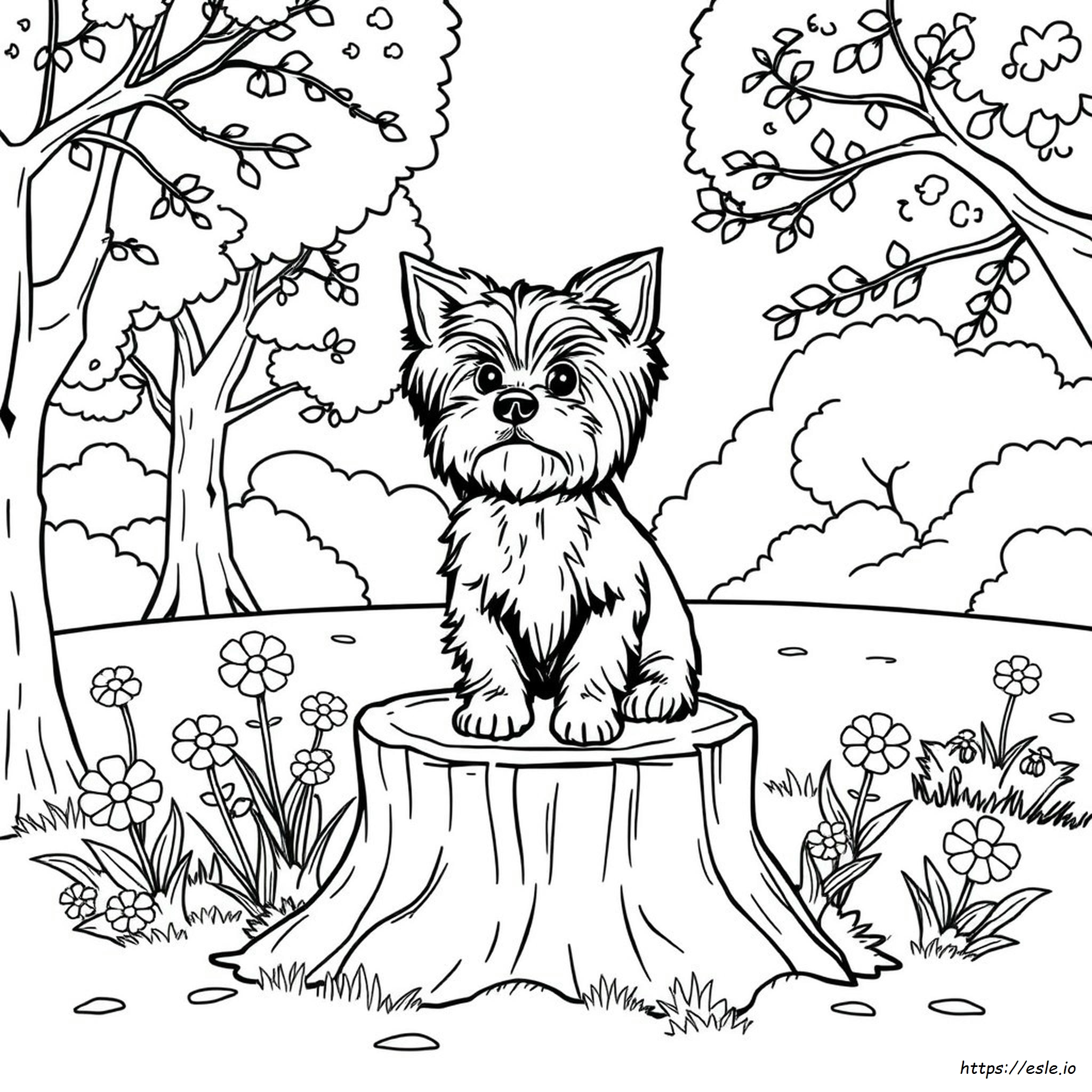 Immagini Da Colorare Di Yorkie