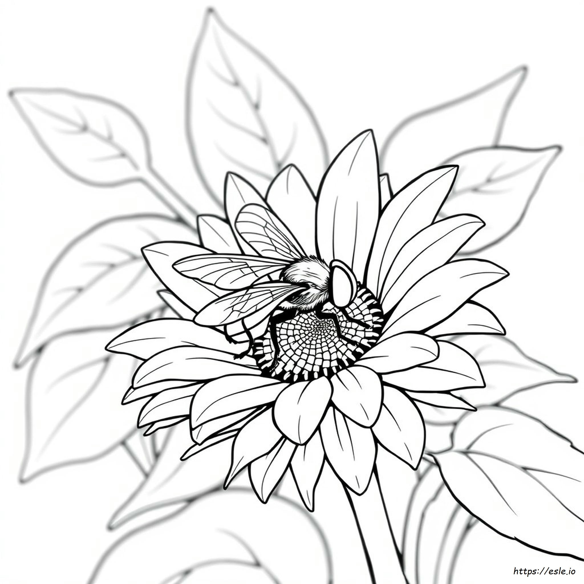 Dibujos Para Colorear De Moscas