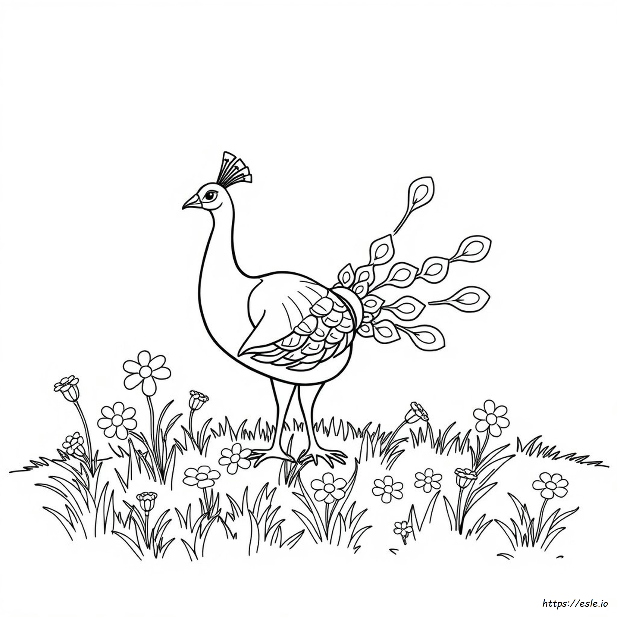 Peacock Coloring Pages Pdf