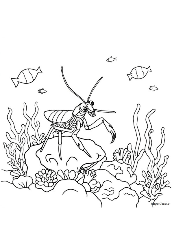 Udang Mantis Gambar Mewarnai