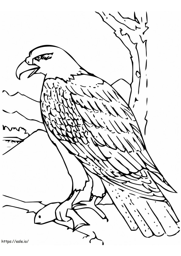 Aquila calva da colorare