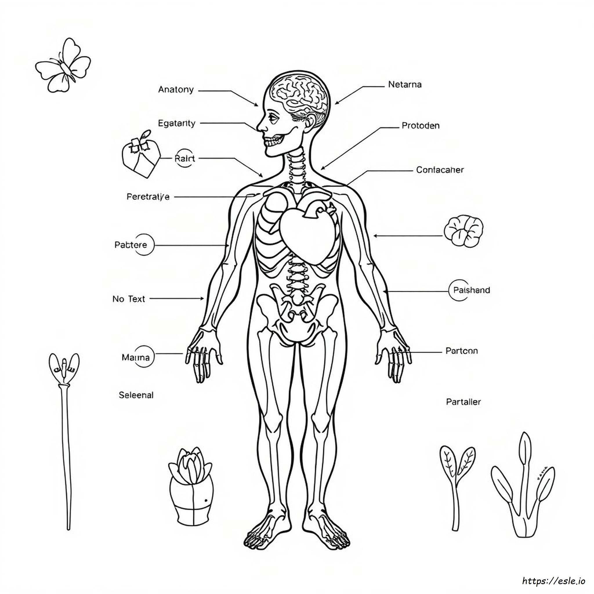 Disegni Da Colorare Di Anatomia E Fisiologia In Pdf