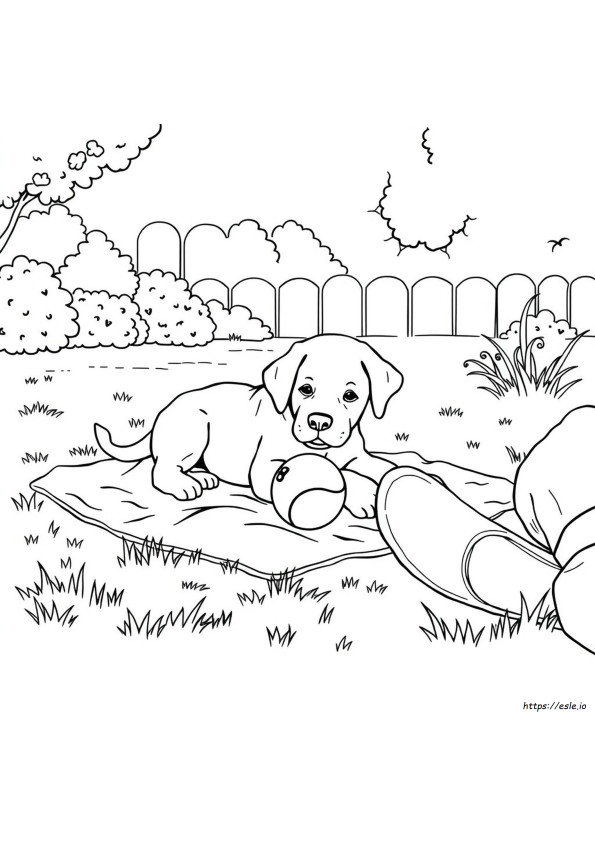 Anak Anjing Labrador Retriever Lembar Mewarnai