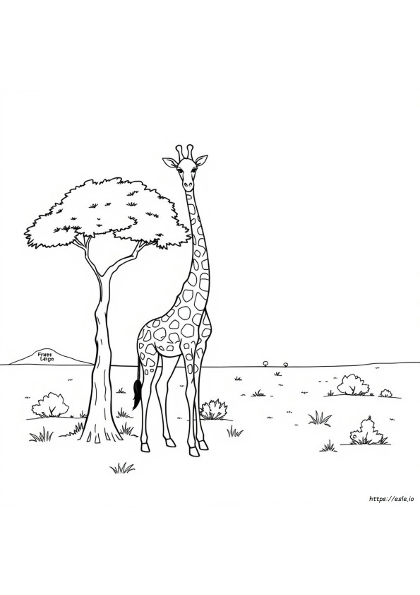 Kleurplaten Van Giraffe