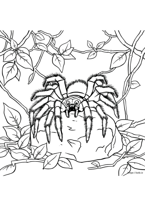 Tarantula Kleurplaat