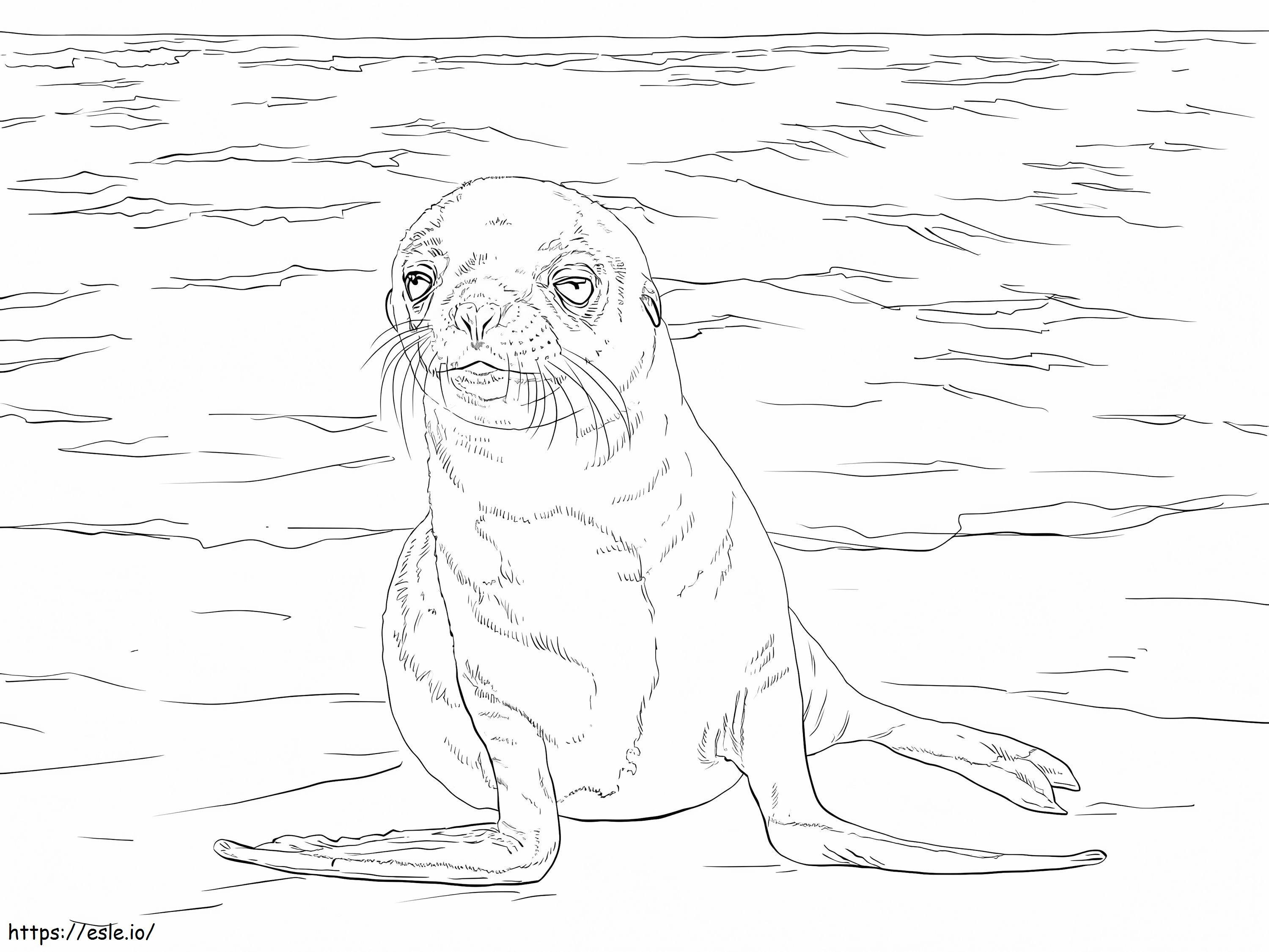 Cachorro de león marino de Galápagos para colorear