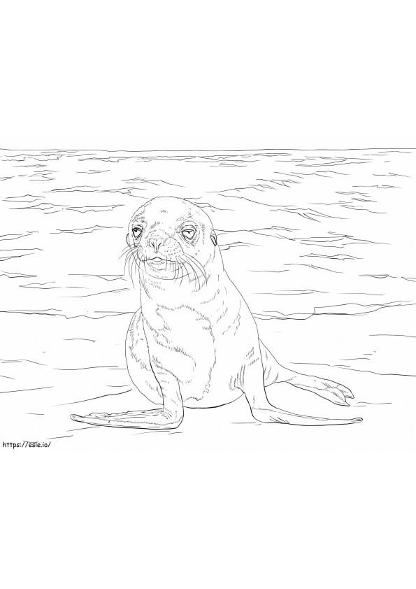 Galapagos Sea Lion Pup coloring page