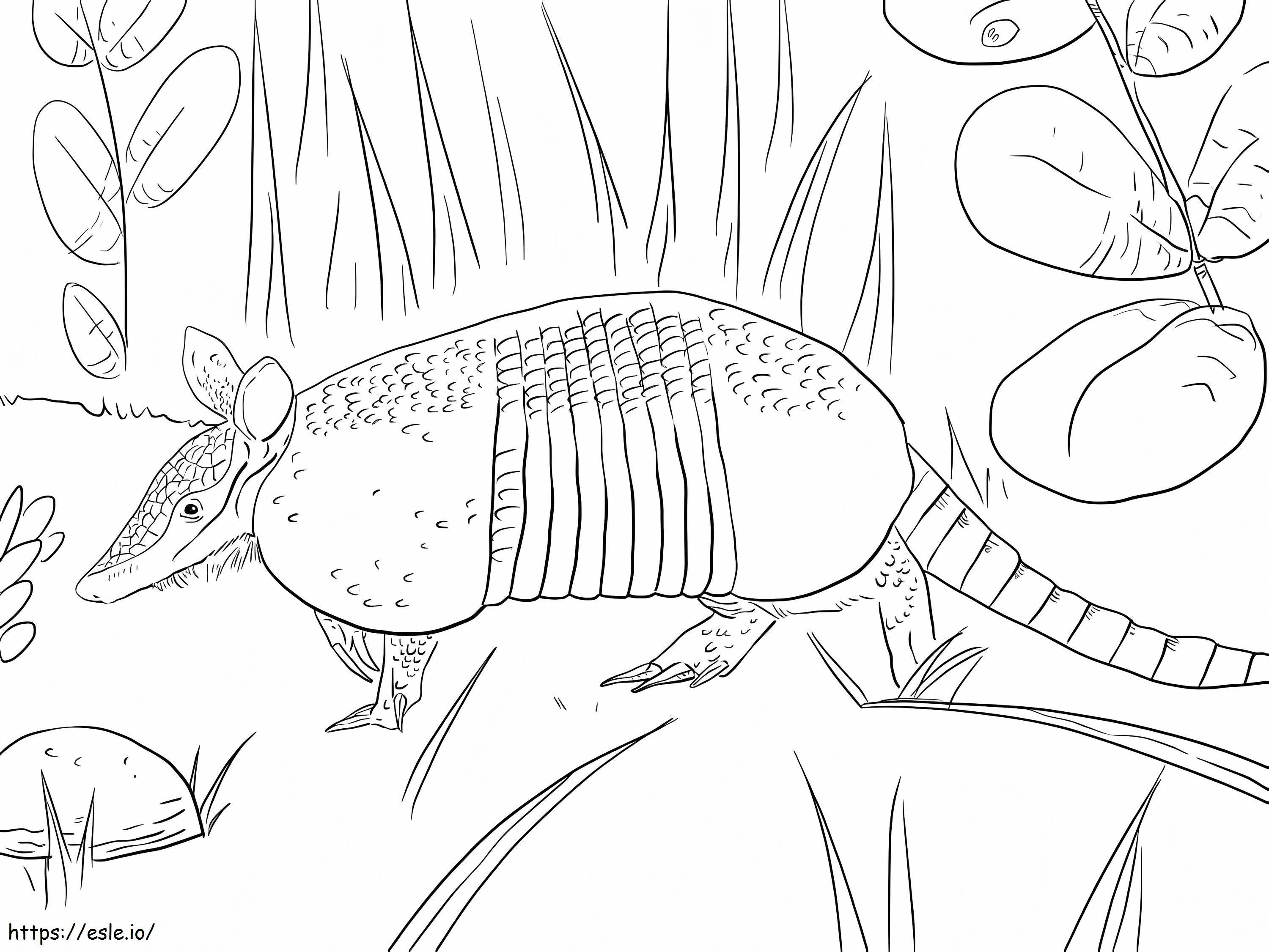 Nine Banded Armadillo coloring page