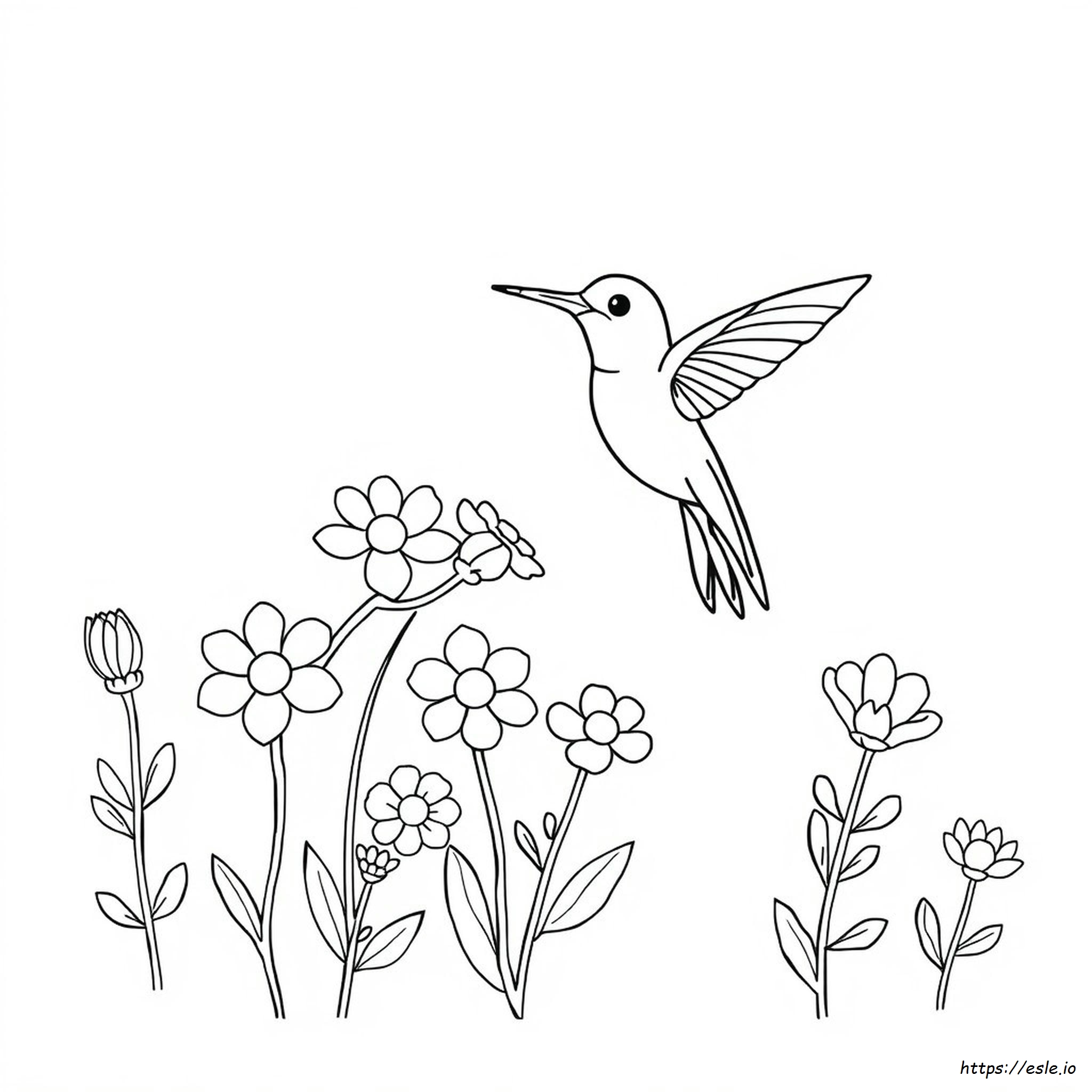 Significato Dei Colori Del Colibrì