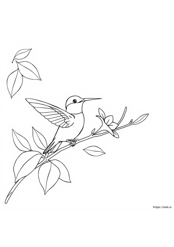 Gambar Mewarnai Burung Kolibri