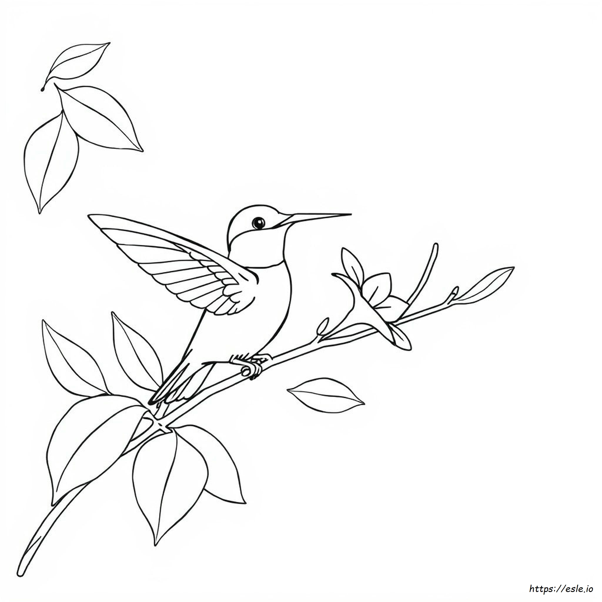Dibujos De Colibríes Para Colorear