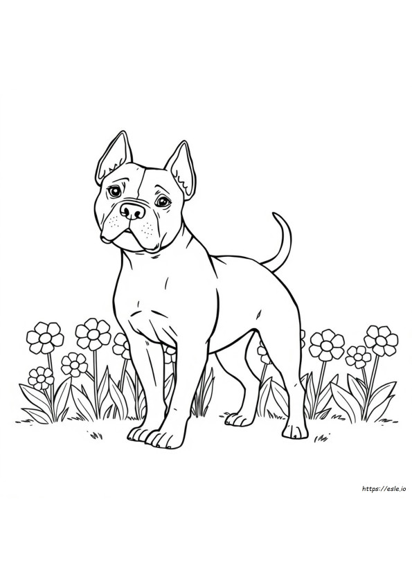 Coloriage Pitbull De Types De Couleur
