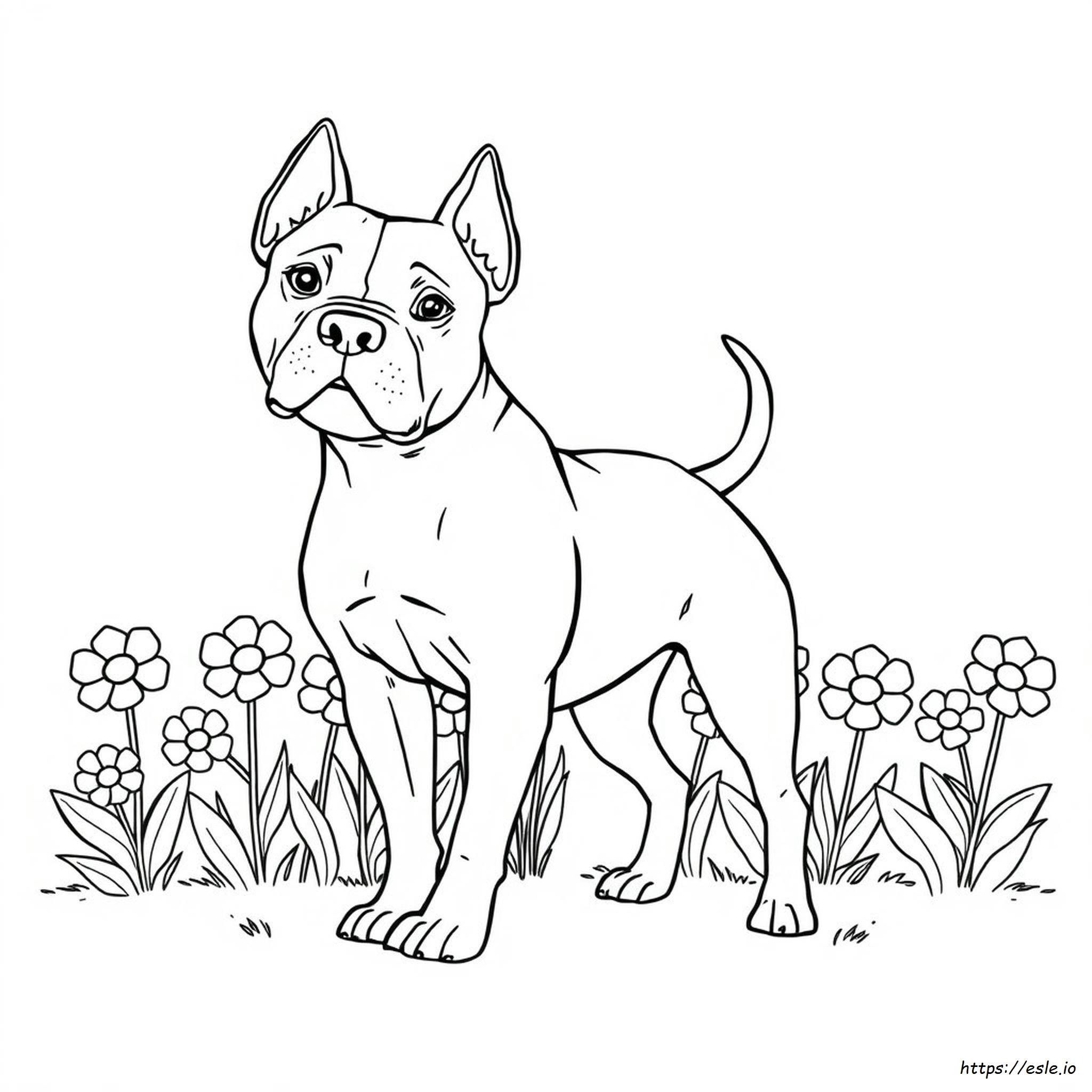 Pitbull Color Types
