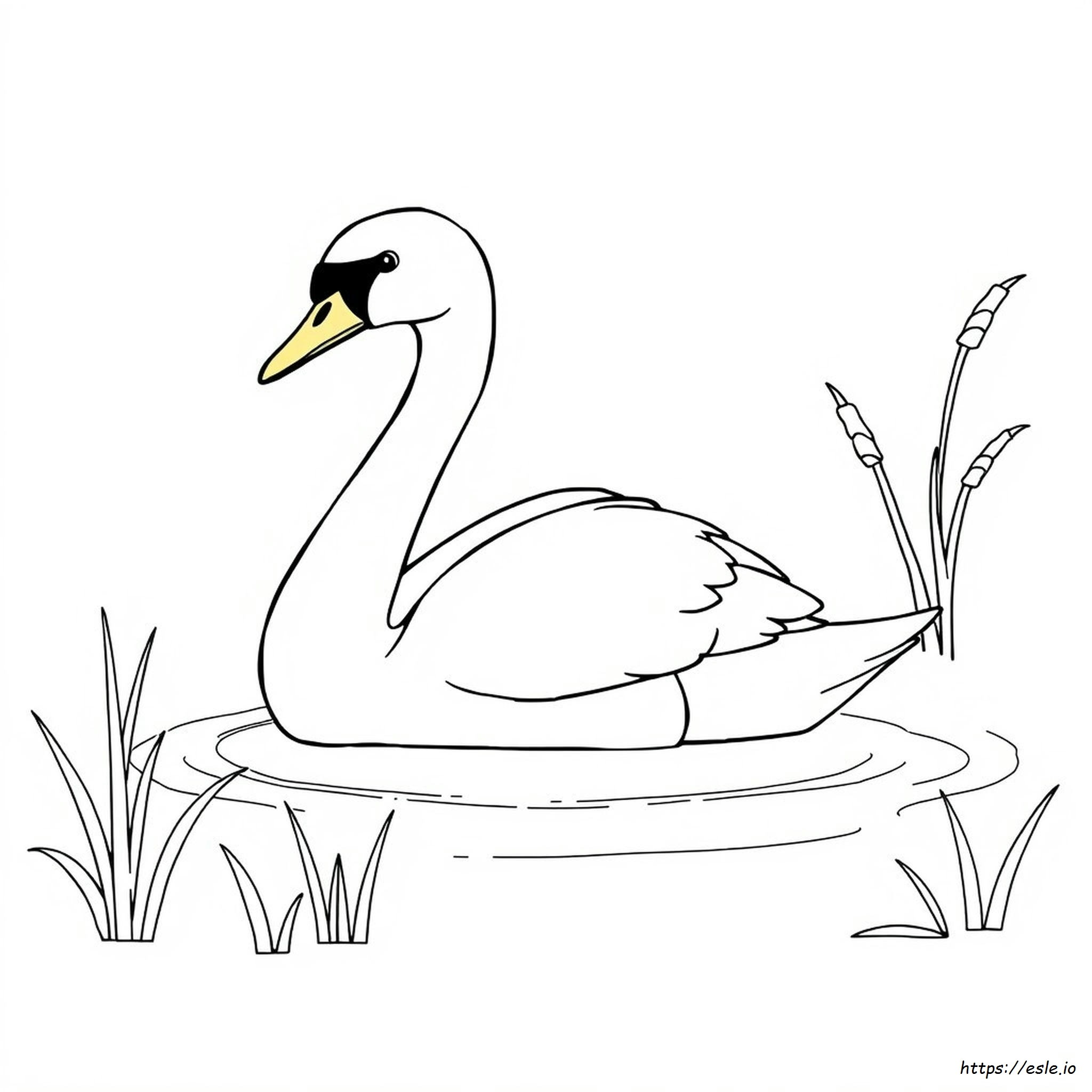 What Colors Do Swans Come In