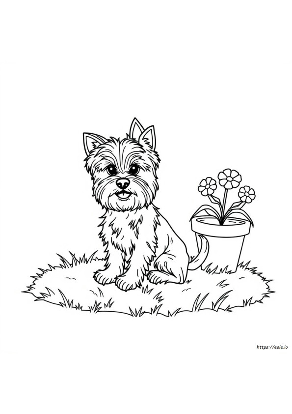 Gambar Mewarnai Yorkshire Terrier