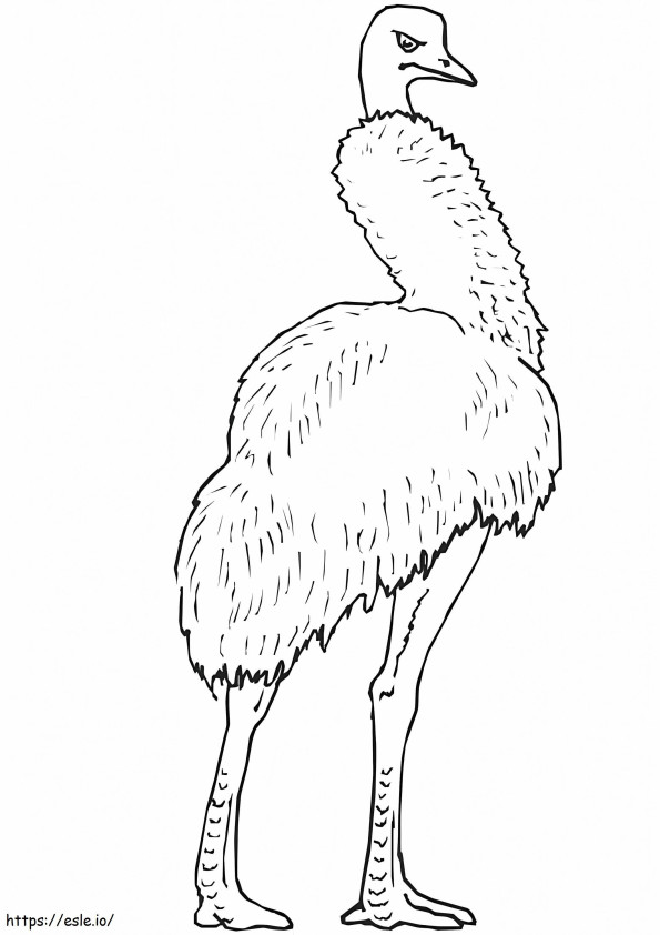 Largest Emu coloring page