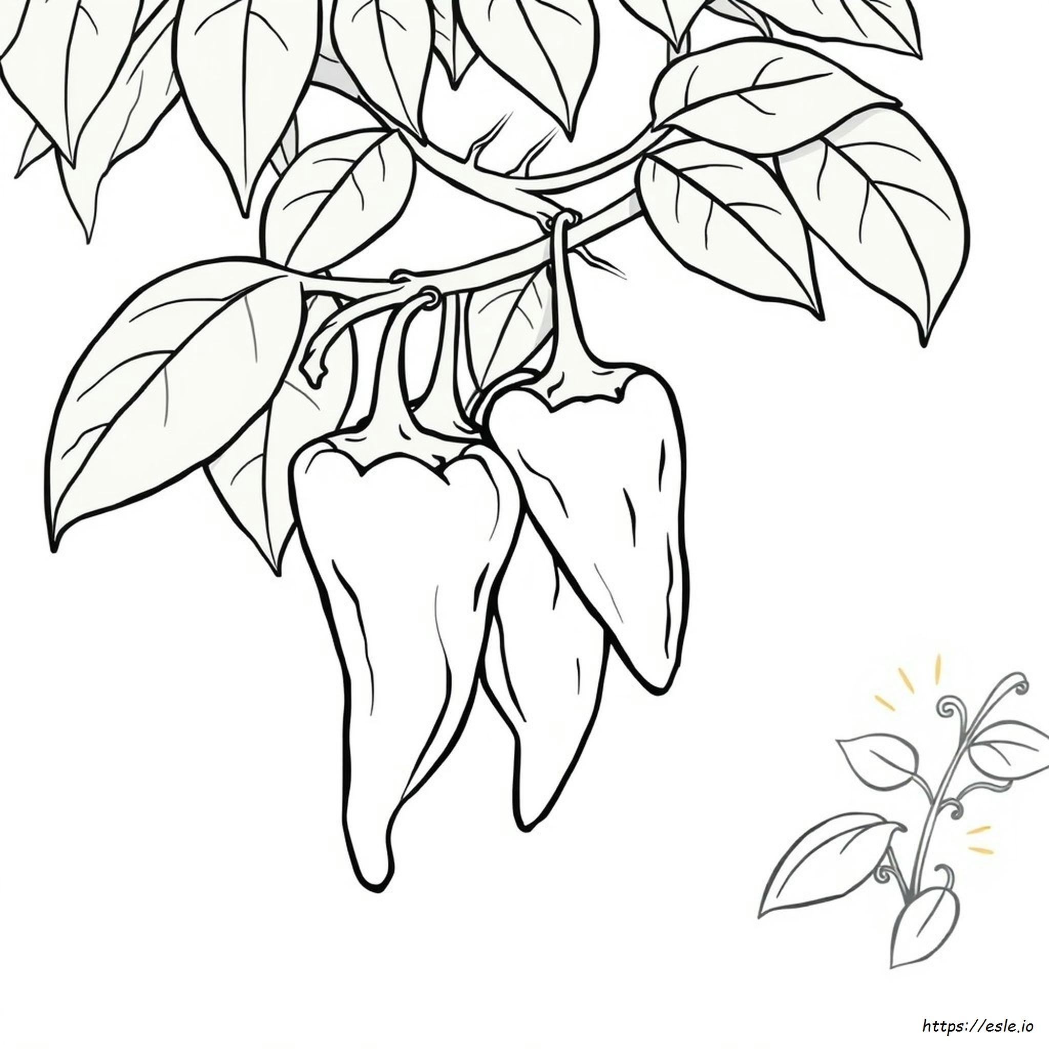 Peperoncino Da Colorare