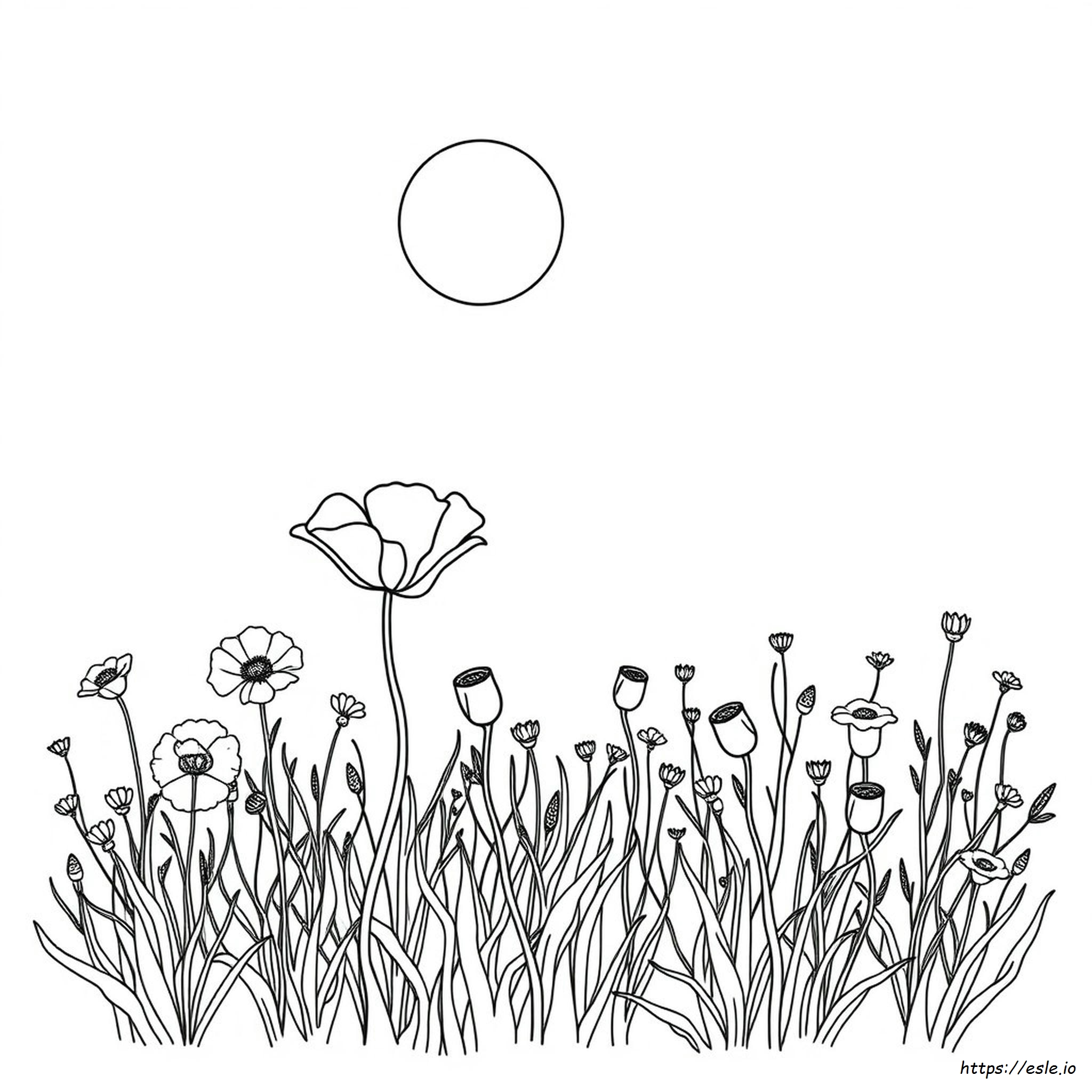 Coloriages Coquelicot