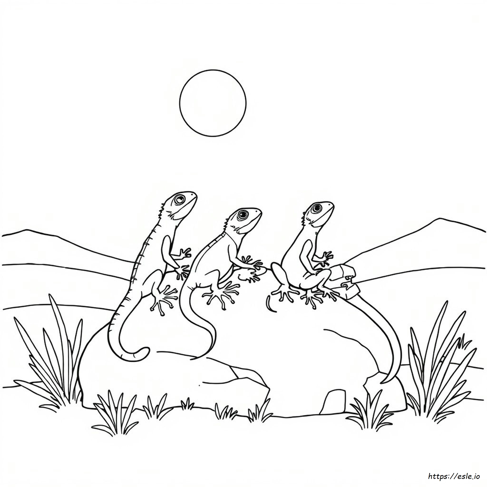 Different Colors Of Lizards