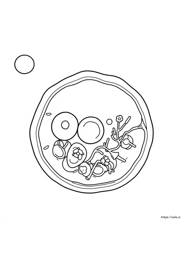 Cell Organelles Coloring Answer Key