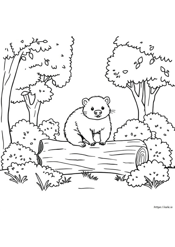 Wombat Kolorowanka