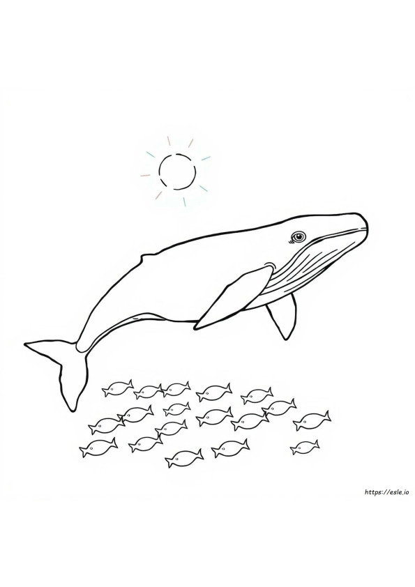 Blue Whale Coloring Pictures