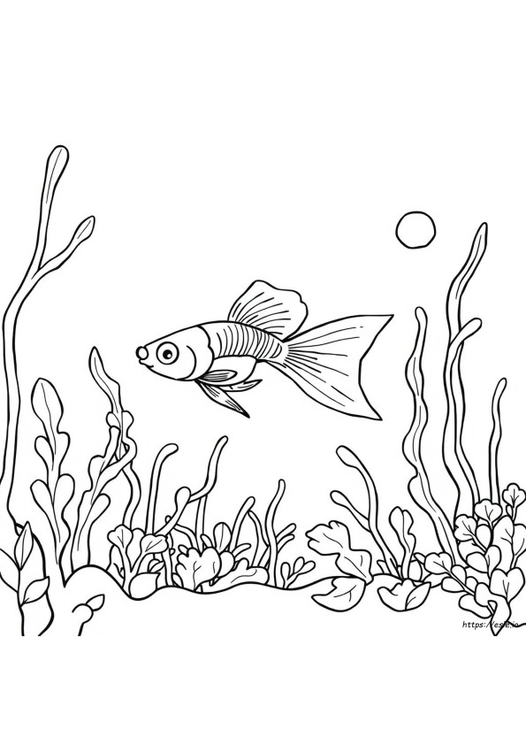 Guppy Värityskuva