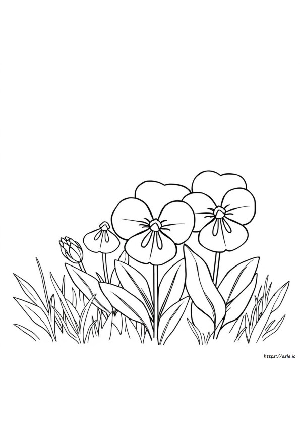 Pansy Flower Coloring Page