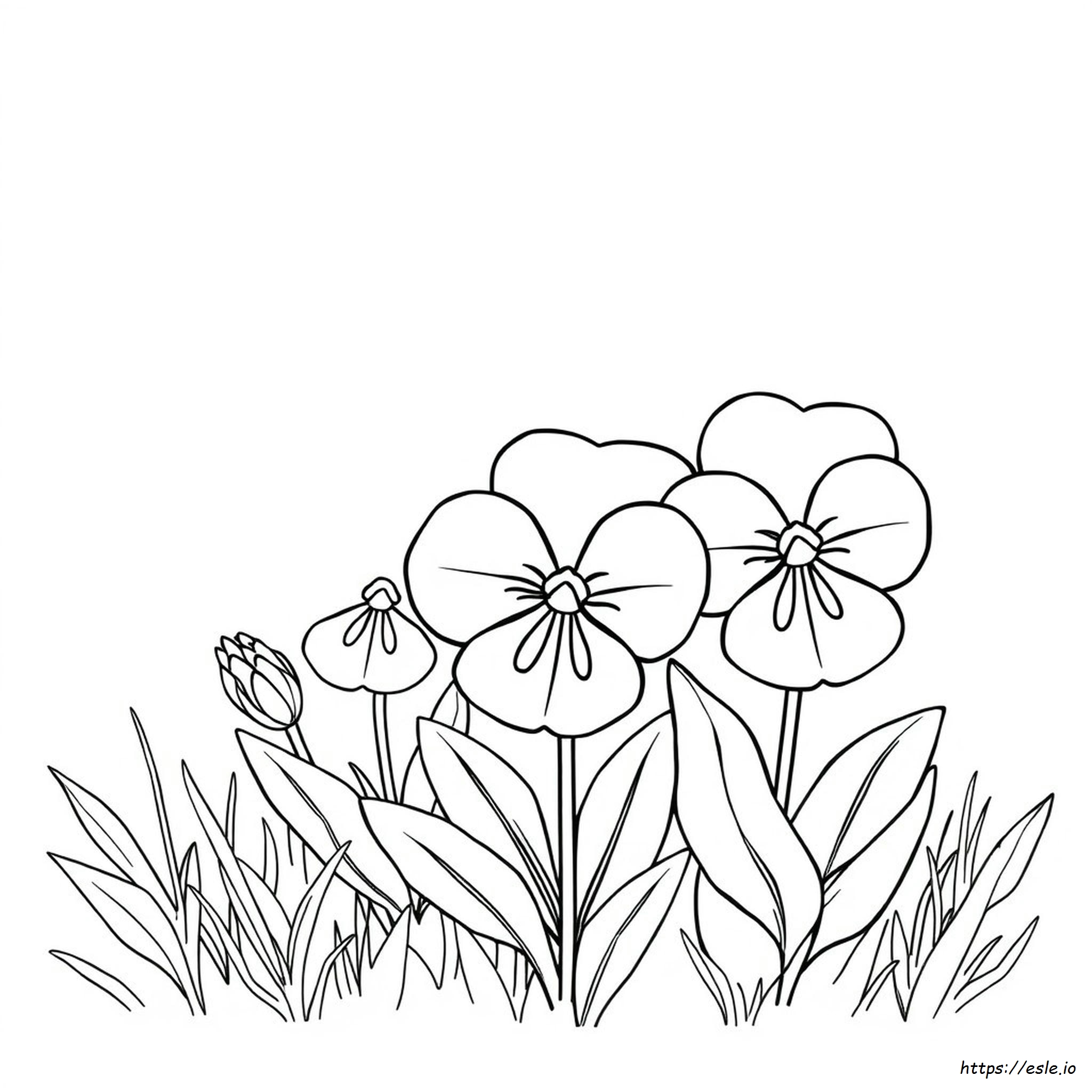 Pansy Flower Coloring Page