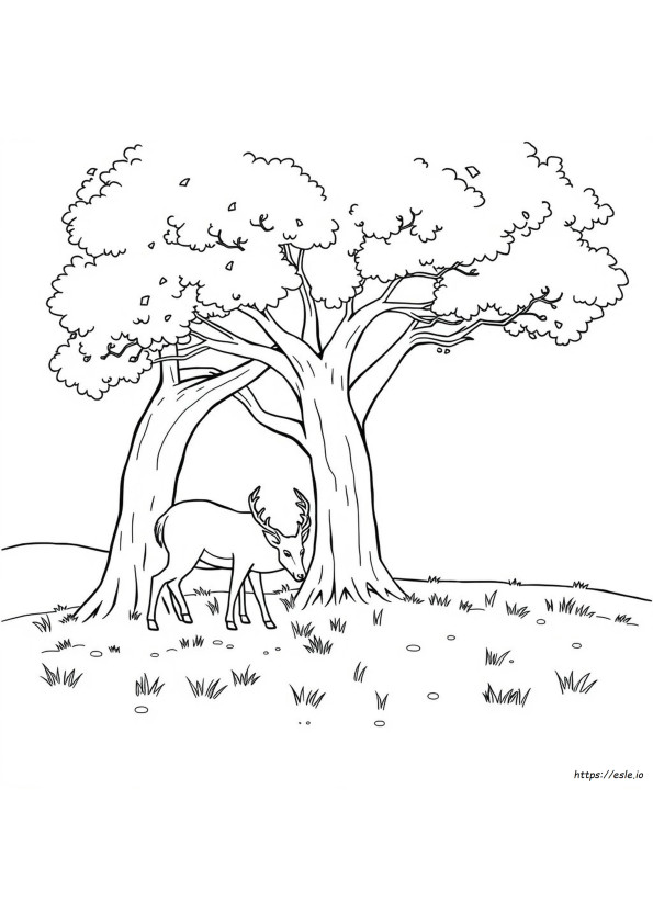 Coloriage Cerf