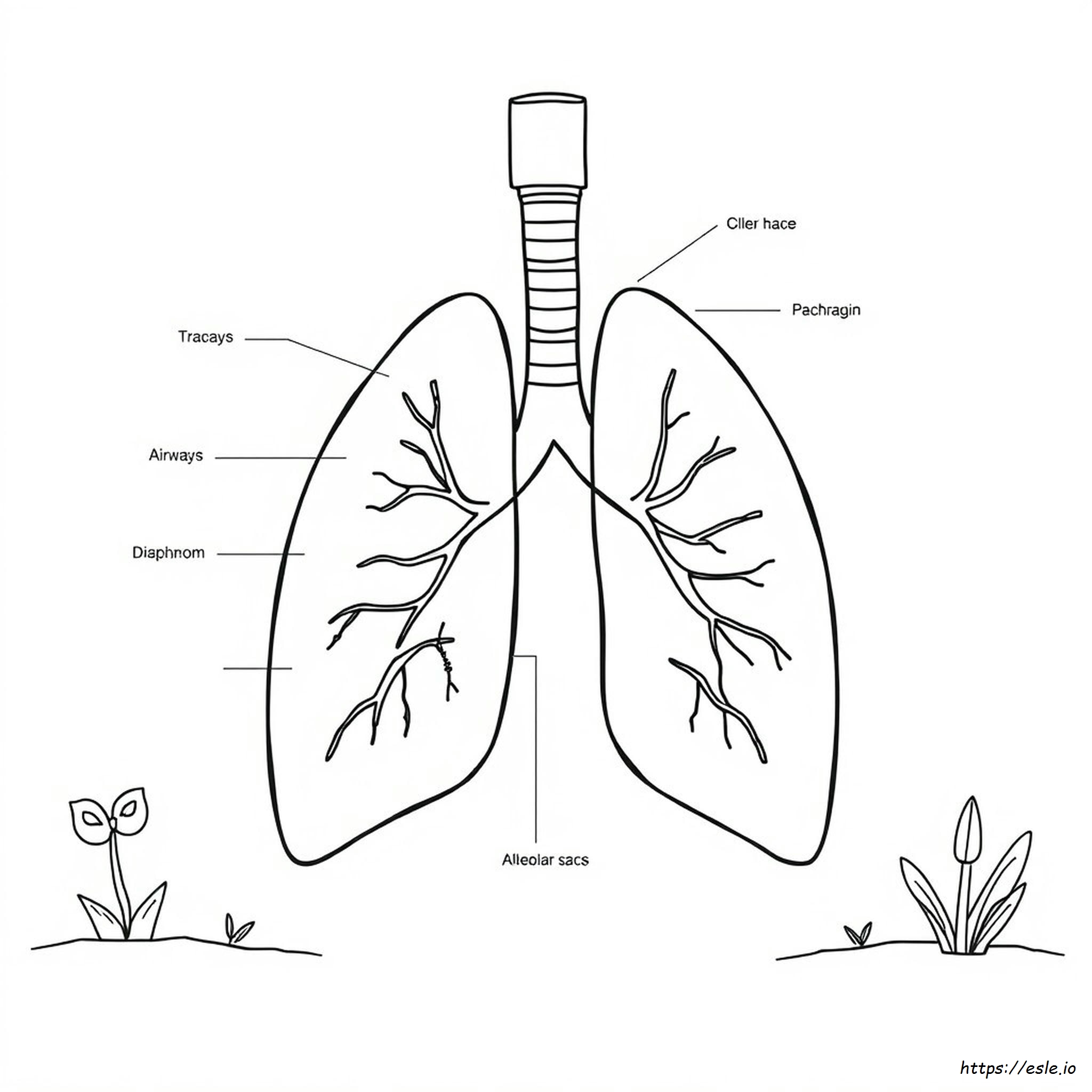 Attività Da Colorare Sull'apparato Respiratorio - Chiave