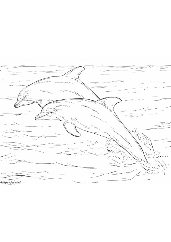 Two Atlantic Tursiops 1024X768 coloring page