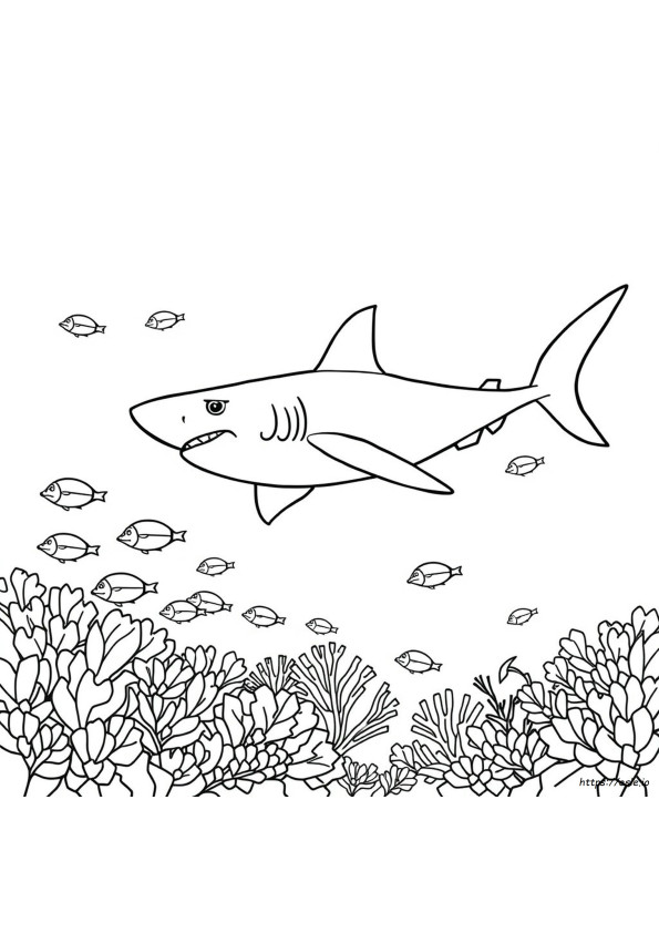 Páginas Para Colorear De Tiburones