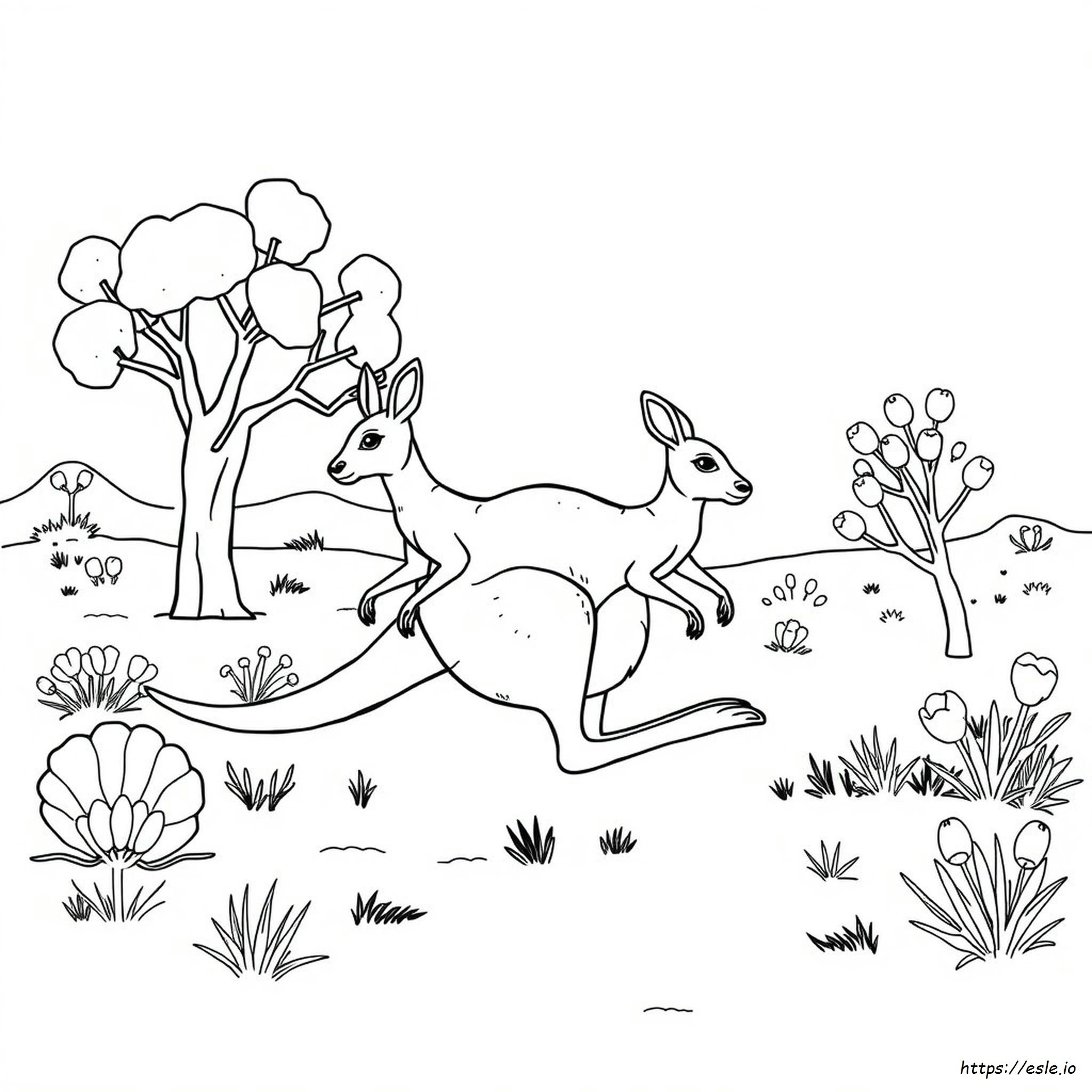 Kangaroo Colouring Images