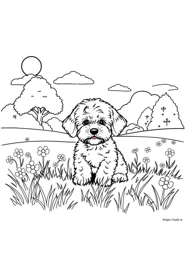 Gambar Mewarnai Maltipoo