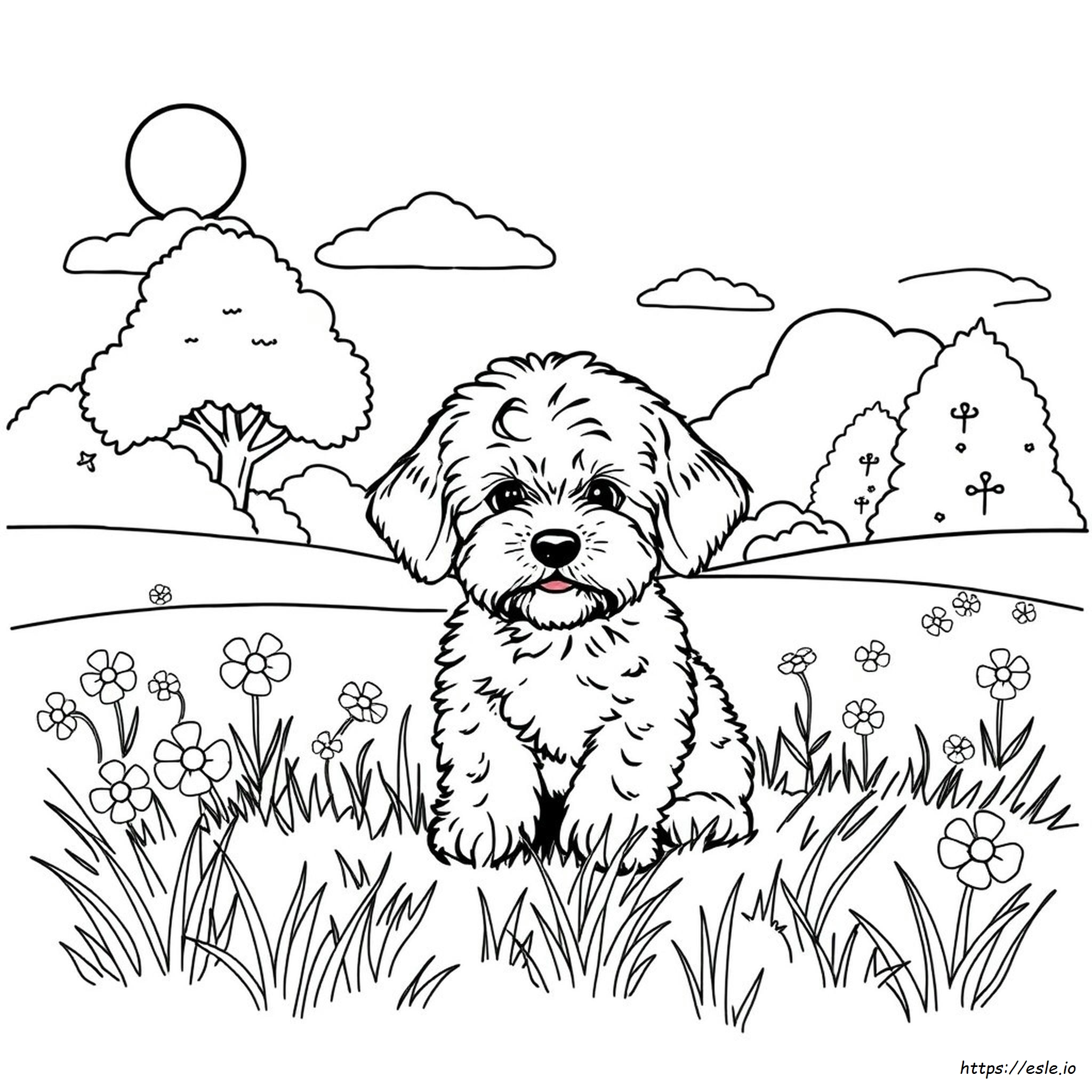 Maltipoo Coloring Pages