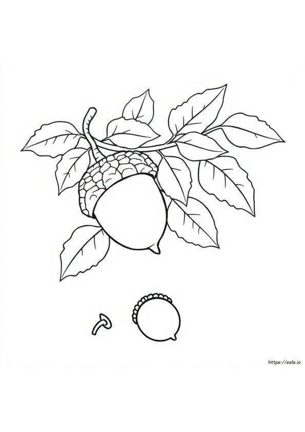 Eikel Kleurplaat
