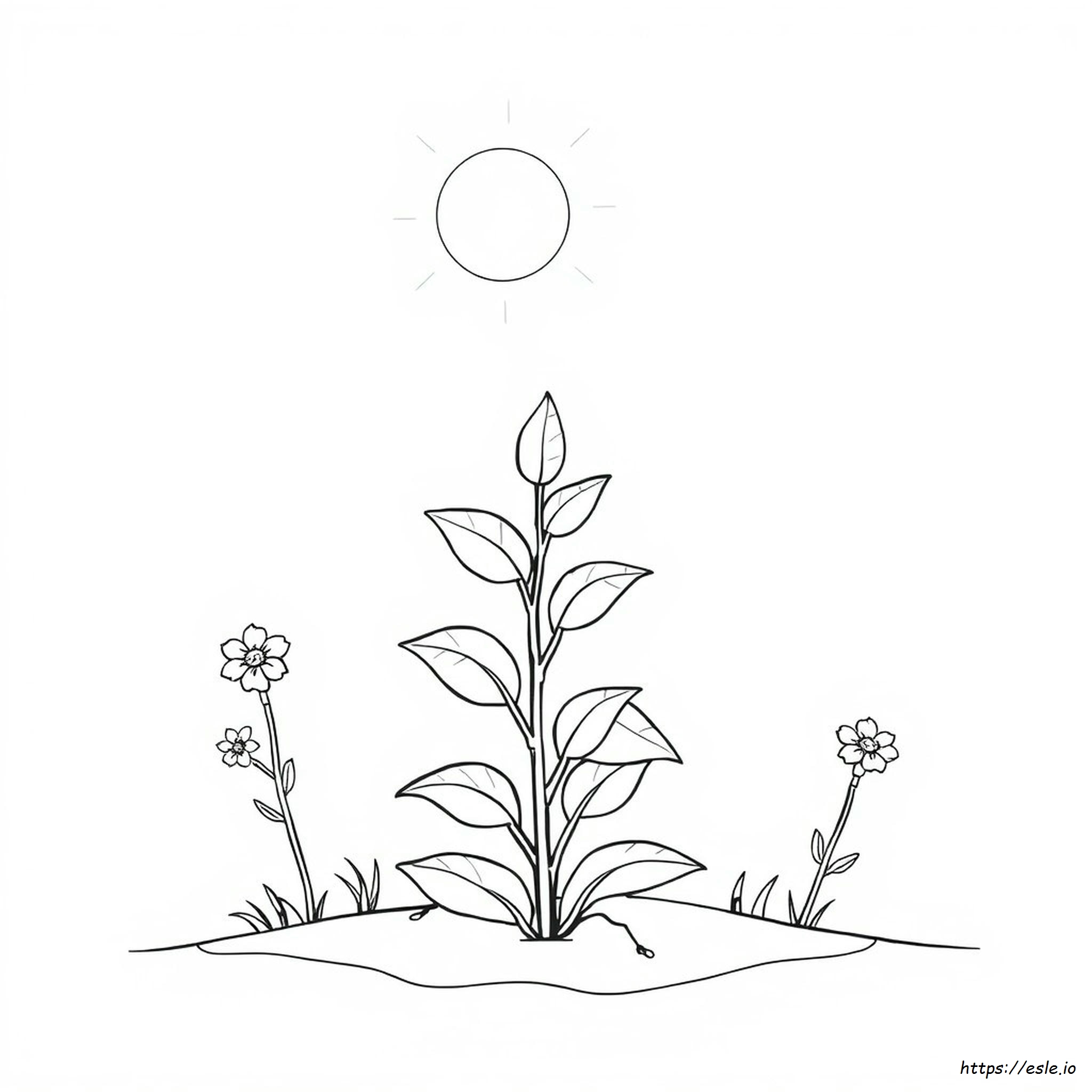 Hoja Para Colorear De Plantas