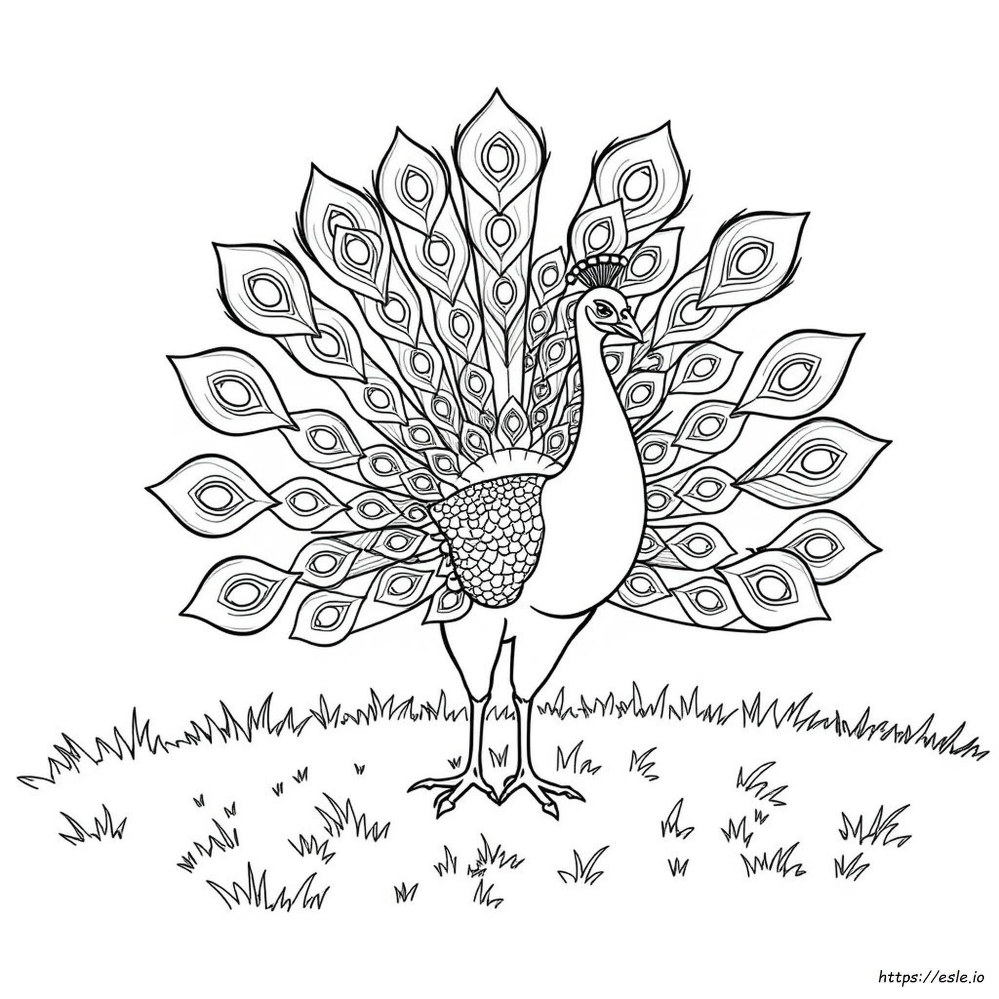 Colouring Pages Of Peacock