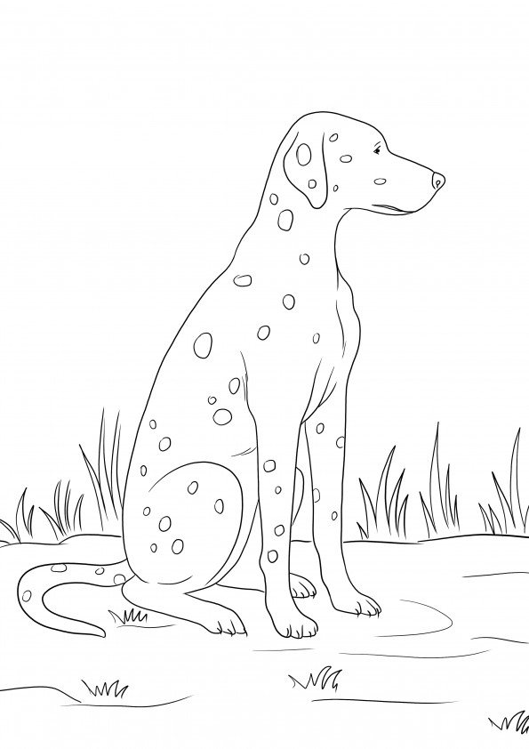A free printable of a Dalmatian dog for simple coloring for kids