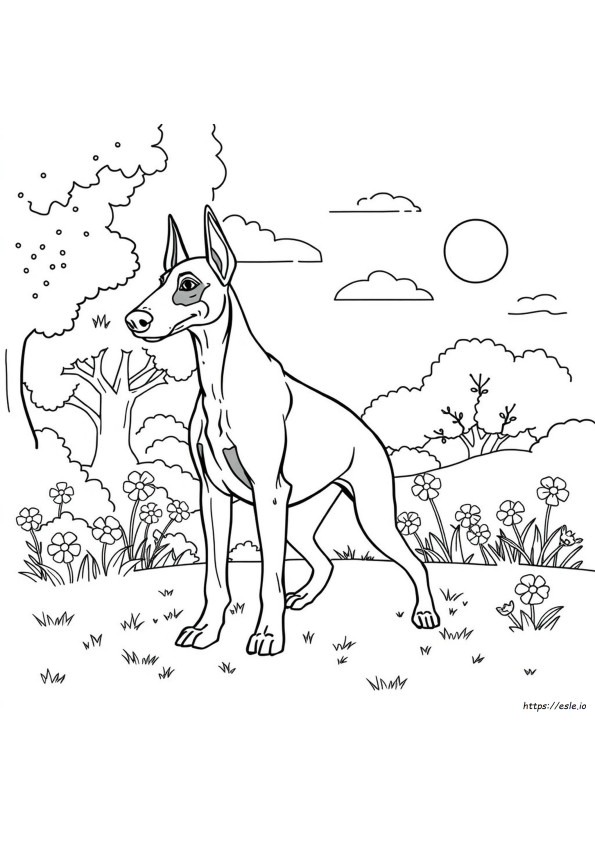 Doberman Pinscher Para Colorear