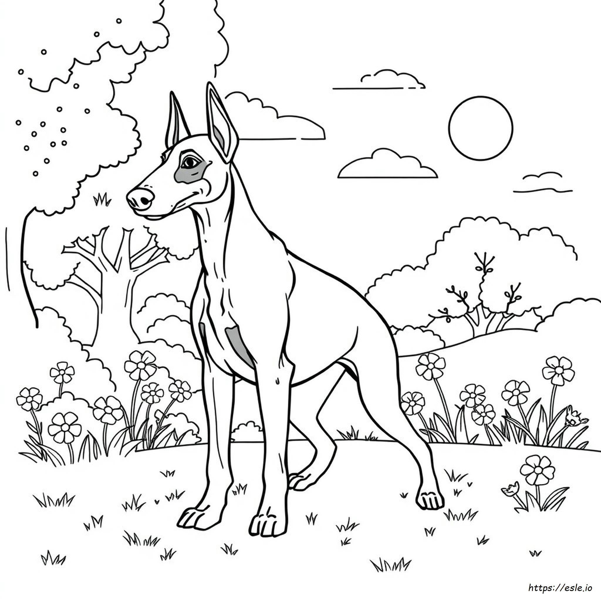 Doberman Pinscher Coloring Pages